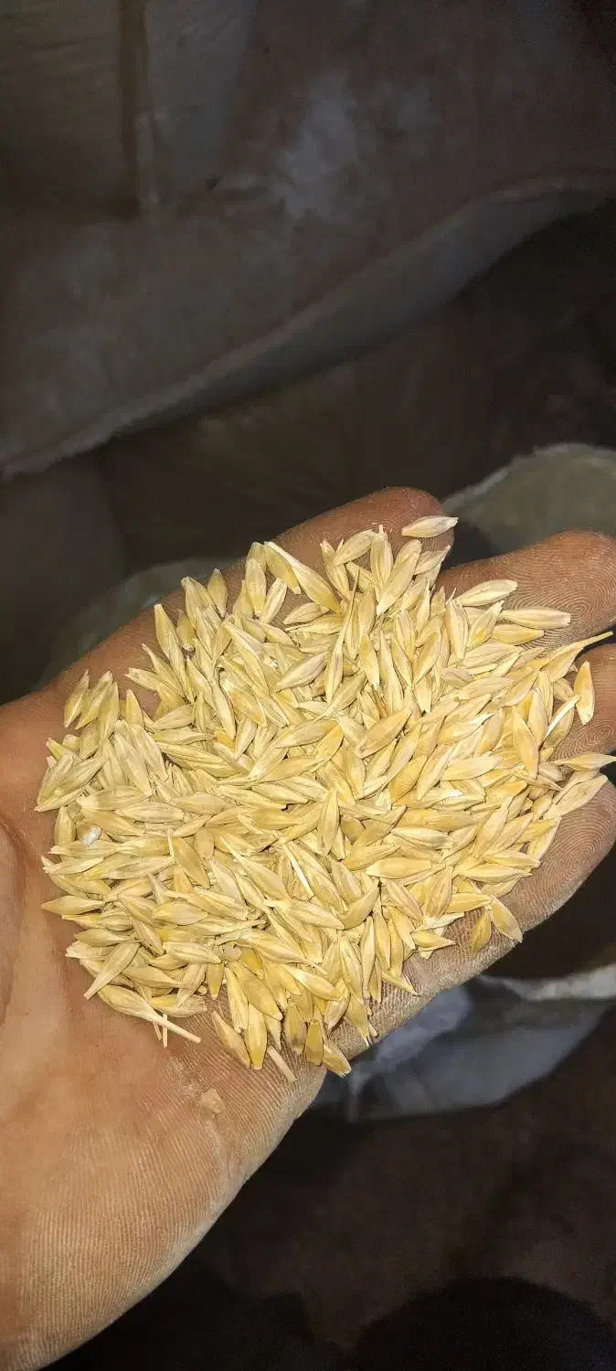 جو بذری آبی درجه یک ۱تن|لوازم جانبی حیوانات|ساوه, |دیوار