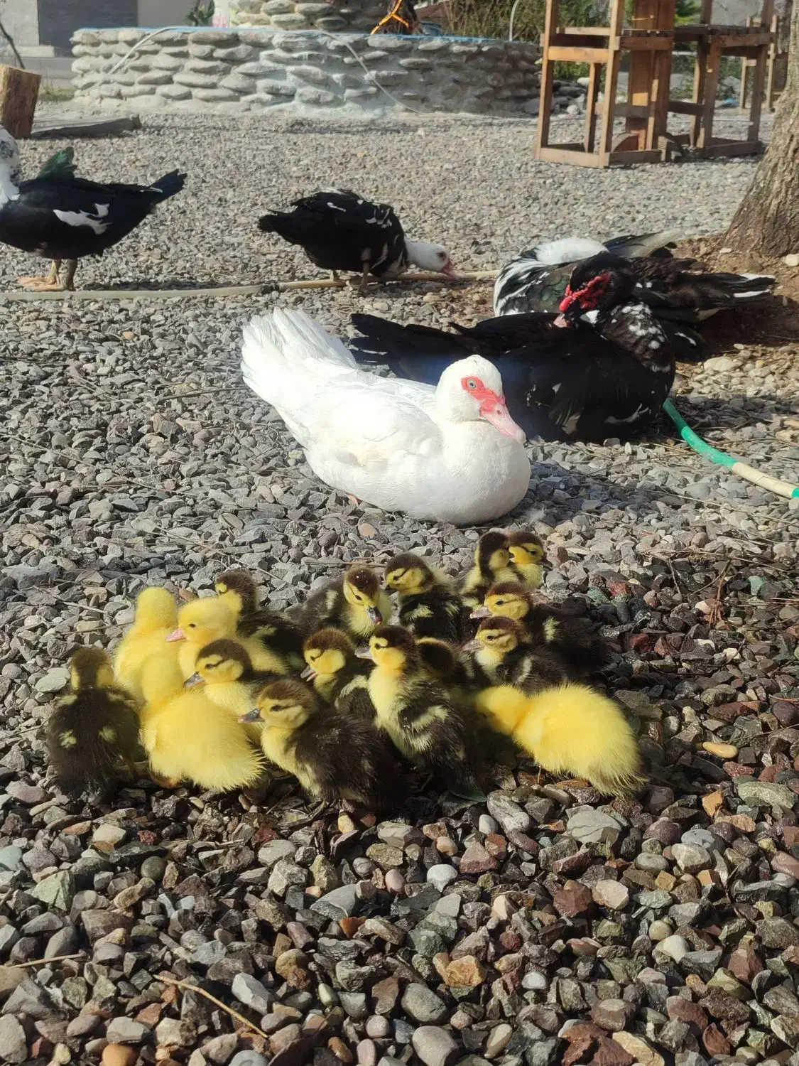 جوجه اردک اسراییلی|حیوانات مزرعه|رشت, توشیبا|دیوار