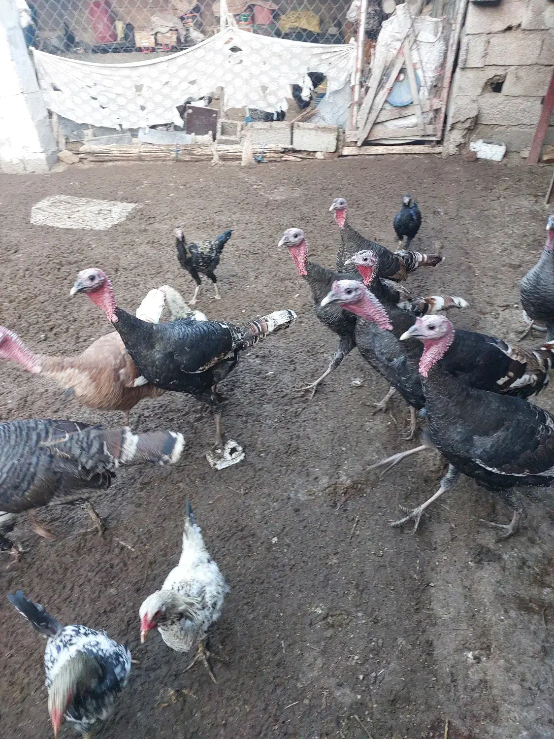 بوقلمون نر و ماده|حیوانات مزرعه|ینقاق, |دیوار