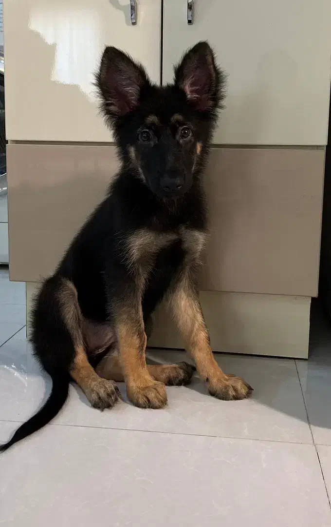 توله ژرمن شولاین|سگ|رشت, معلم|دیوار