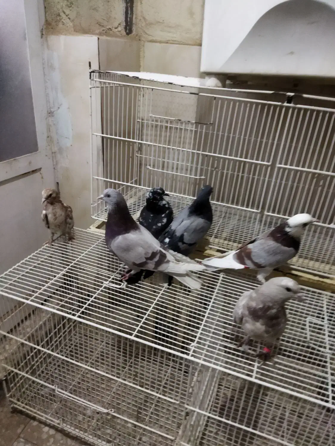 ۶کفترگرفتنی|پرنده|قم, نوبهار|دیوار