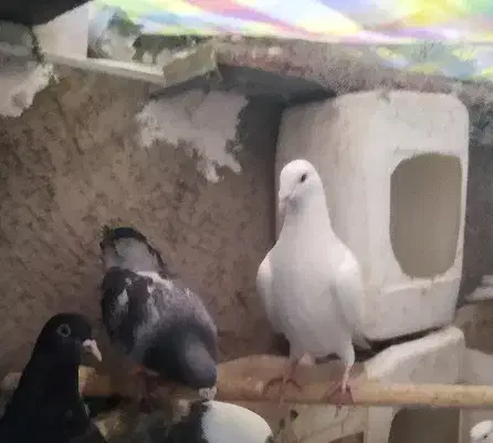 کفتر نر و ماده|پرنده|نیشابور, شهرک اندیشه|دیوار