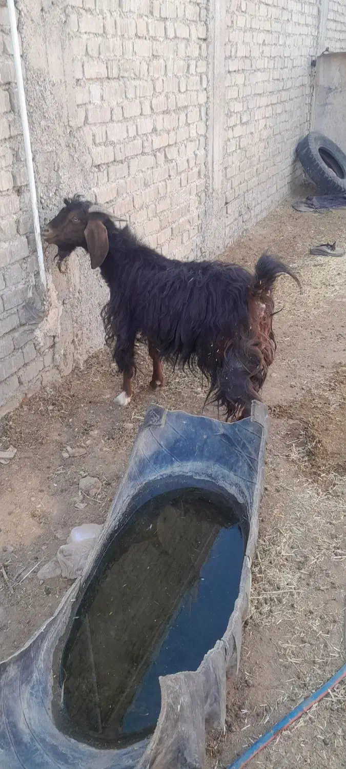 ۲تا بی مس قصابی وبزچاغ فروشن آدرس مورموری|حیوانات مزرعه|دهلران, |دیوار