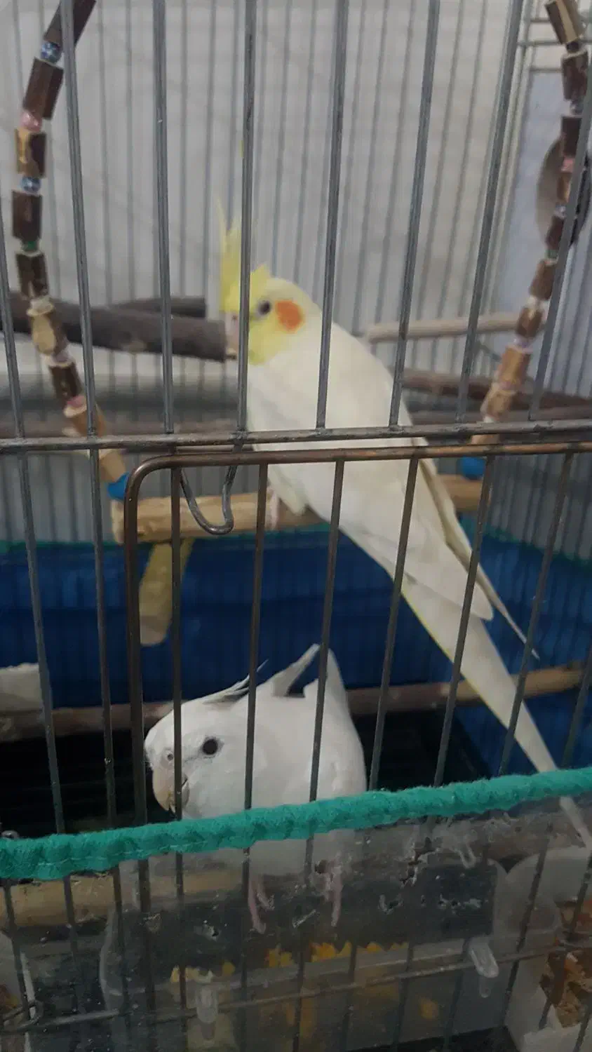 عروس هلندی|پرنده|قم, شهرک فاطمیه|دیوار