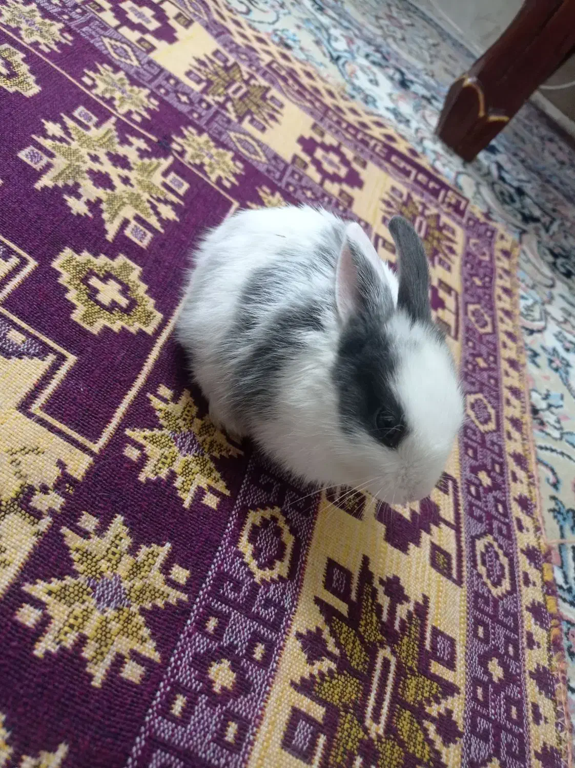 خرگوش لپ|موش و خرگوش|تهران, دولاب|دیوار