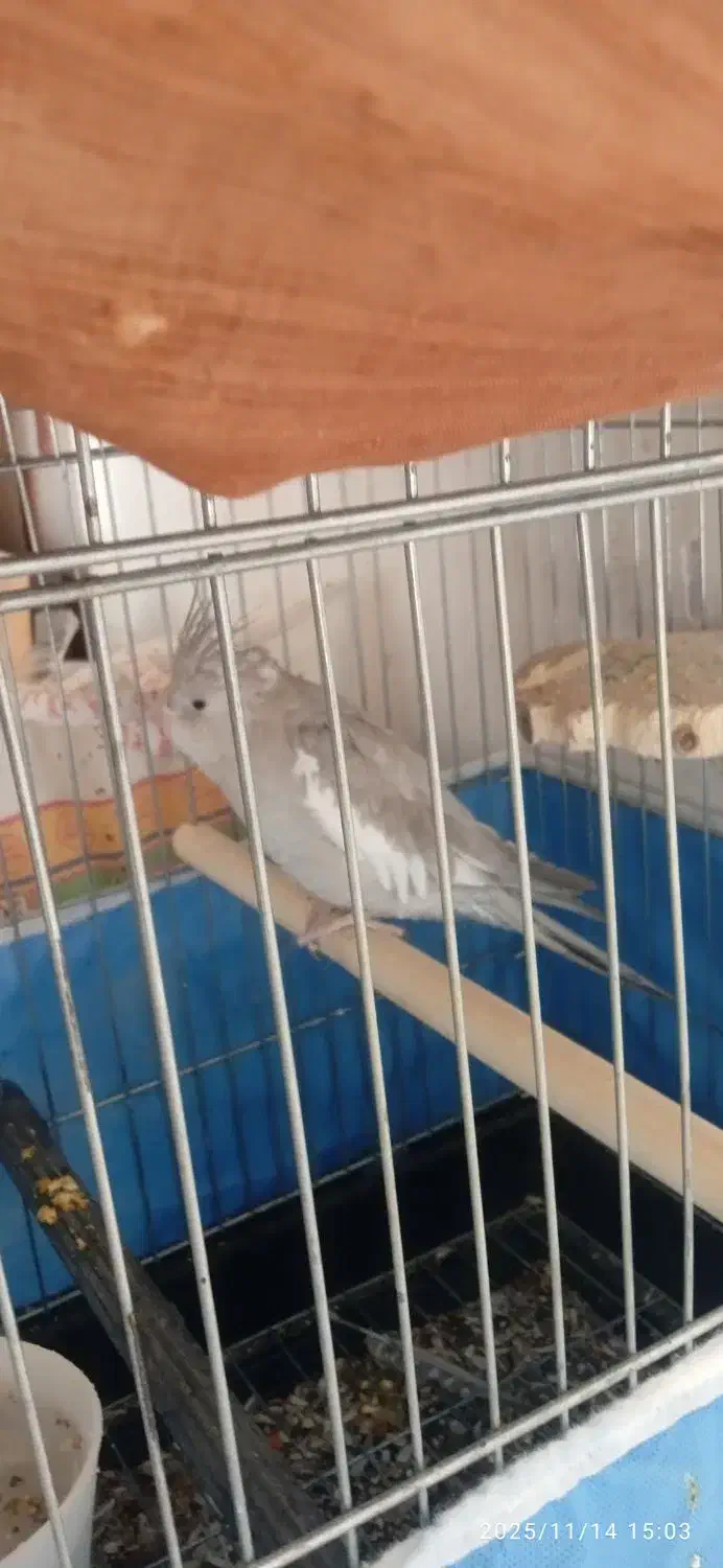 فروش دوجفت عروس هلندی|پرنده|ملایر, |دیوار