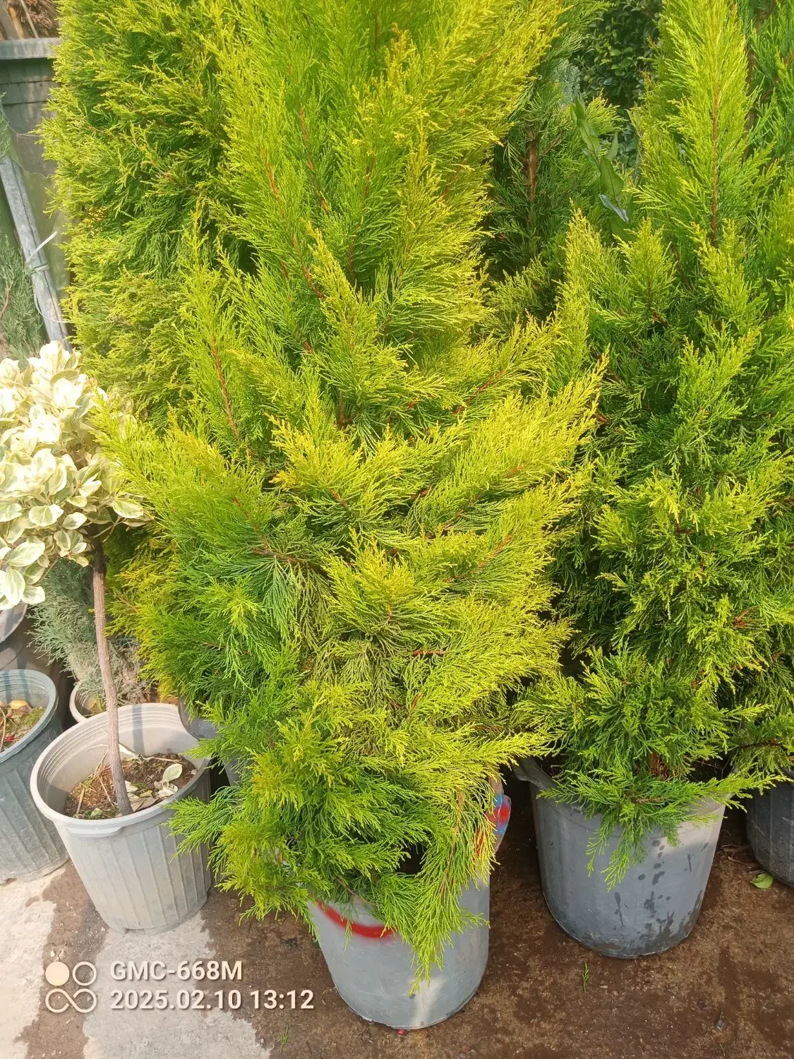باغبانی و سمپاشی در سراسر تهران|خدمات باغبانی و درختکاری|تهران, سید خندان (جلفا)|دیوار