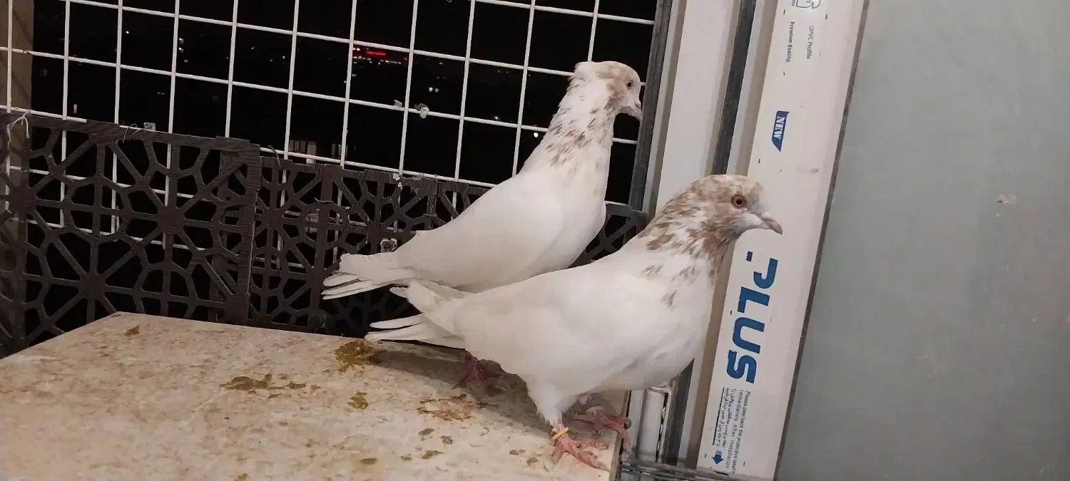 کفتر پرشتی کله زرد ، شازده|پرنده|تهران, وحیدیه|دیوار