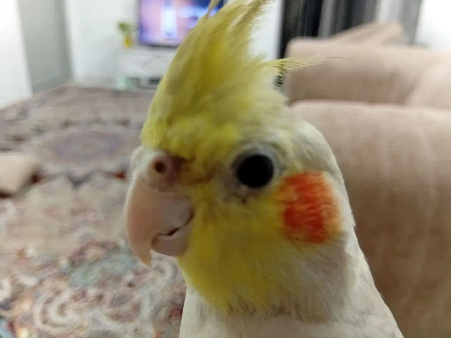 عروس هلندی|پرنده|زرندیه, |دیوار