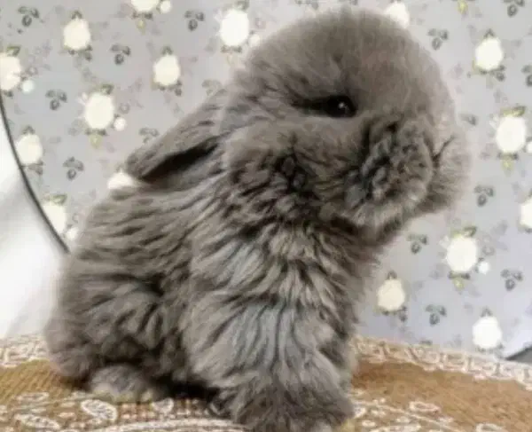 خرگوش|موش و خرگوش|ری, فیروزآبادی|دیوار