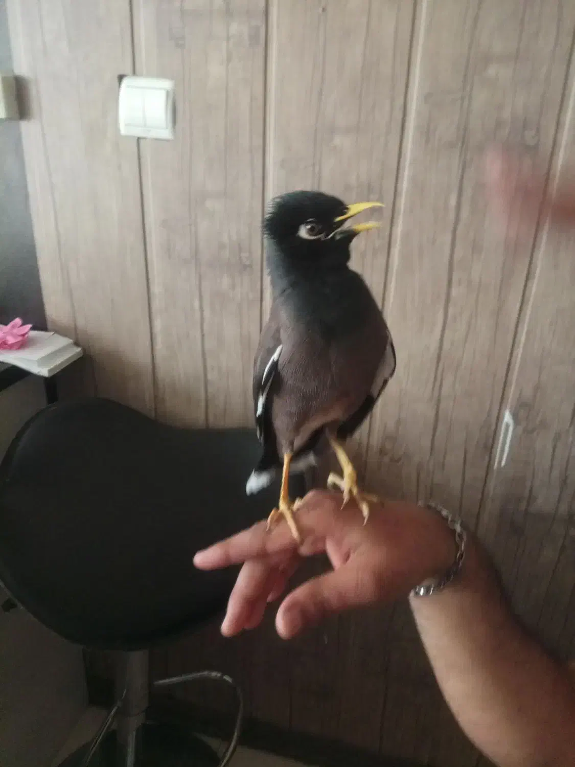 مینا سخنگو|پرنده|مشهد, وکیل‌آباد|دیوار