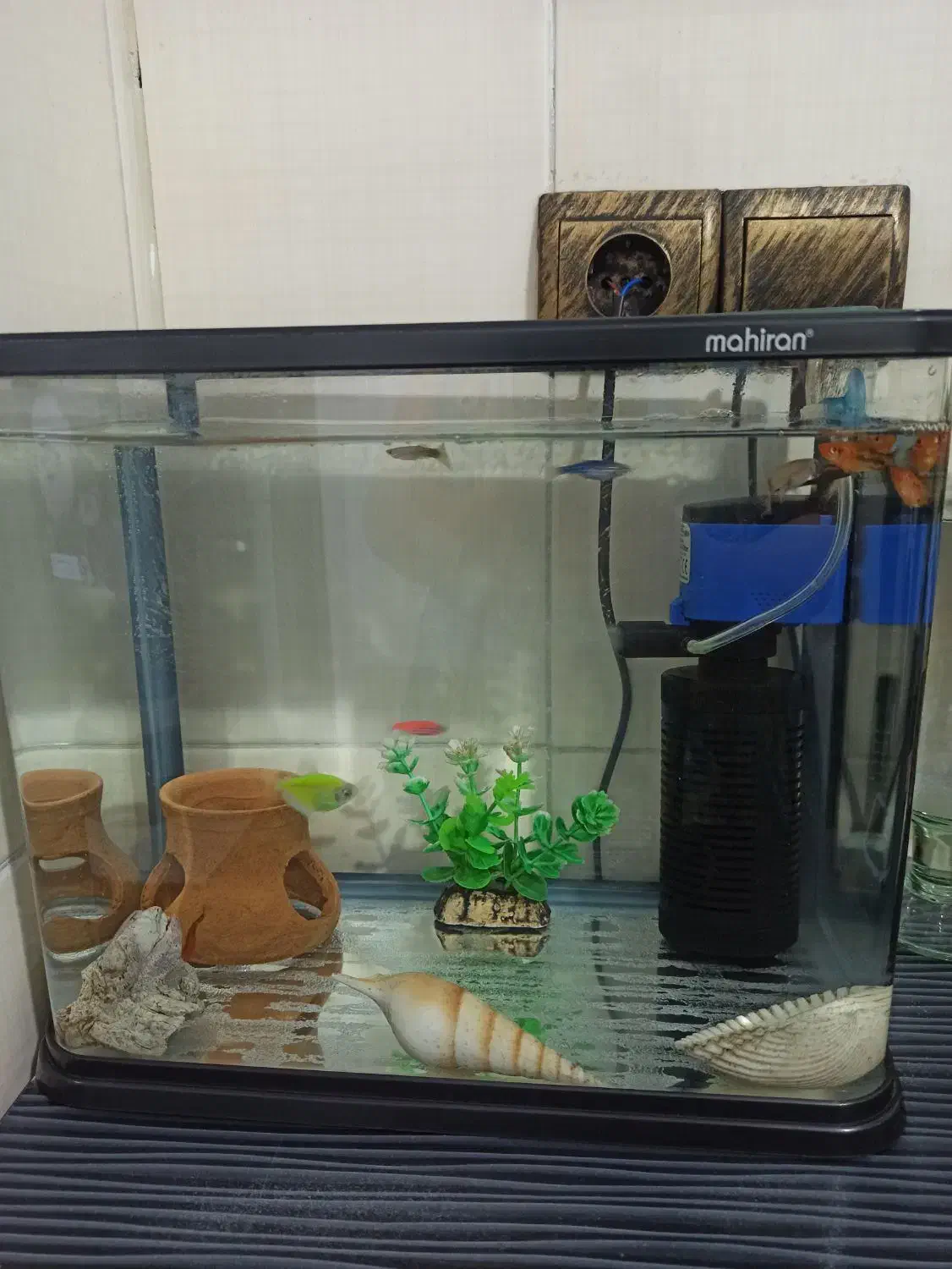 آکواریوم|ماهی|رشت, پاره بیجار|دیوار