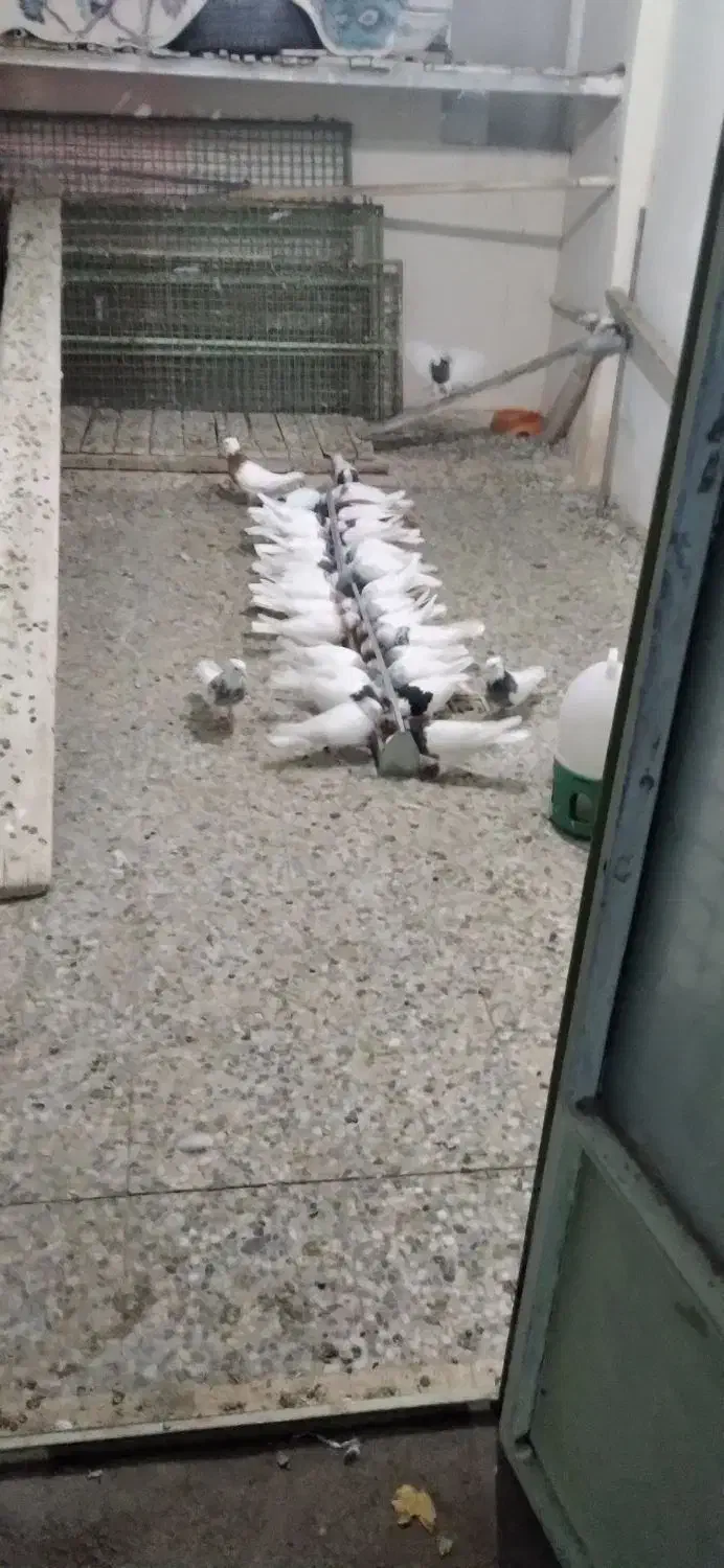 کبوتر طوقی|پرنده|سنقر, |دیوار