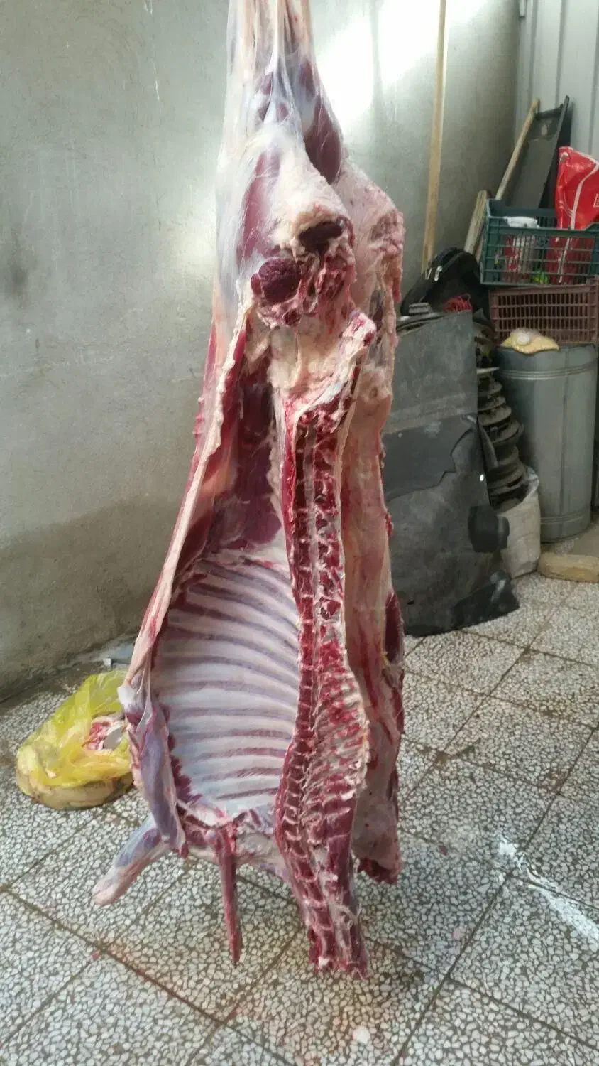 قصاب در محل،سلاخی،گوسفند زنده|حیوانات مزرعه|قم, نیروگاه|دیوار