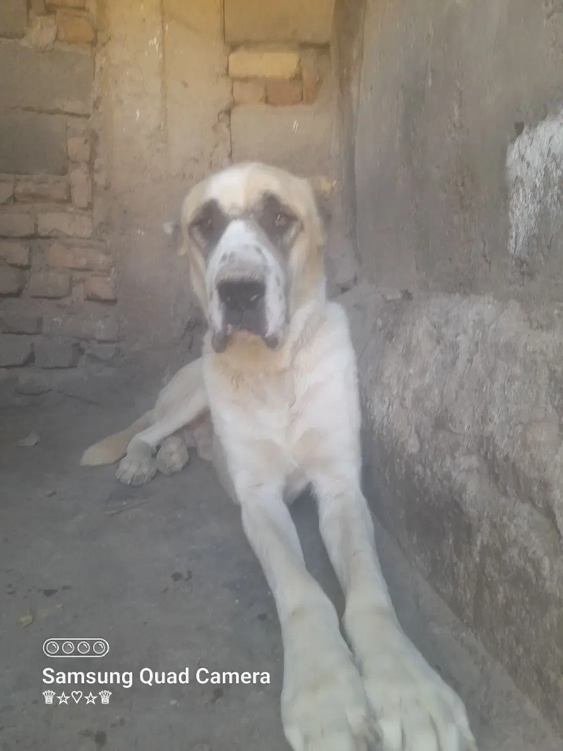 سگ افغان|سگ|بم, |دیوار