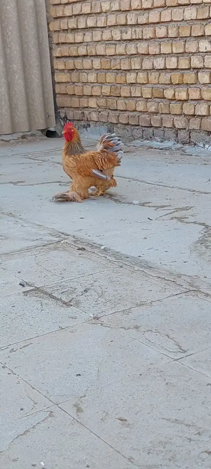 خروس کوشین طلایی|حیوانات مزرعه|خمینی‌شهر, |دیوار