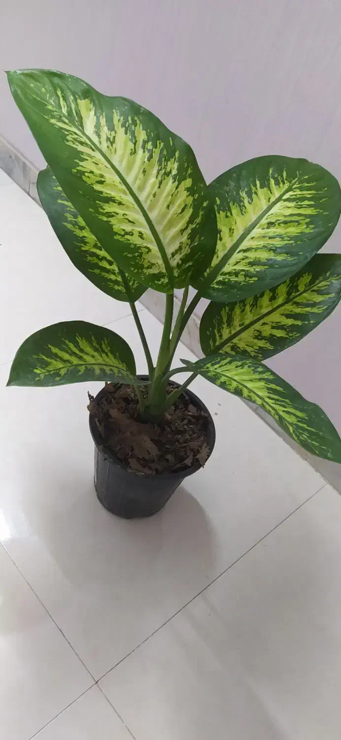 گل‌های آپارتمانی قیمت مناسب|گل و گیاه طبیعی|اصفهان, سرچشمه|دیوار