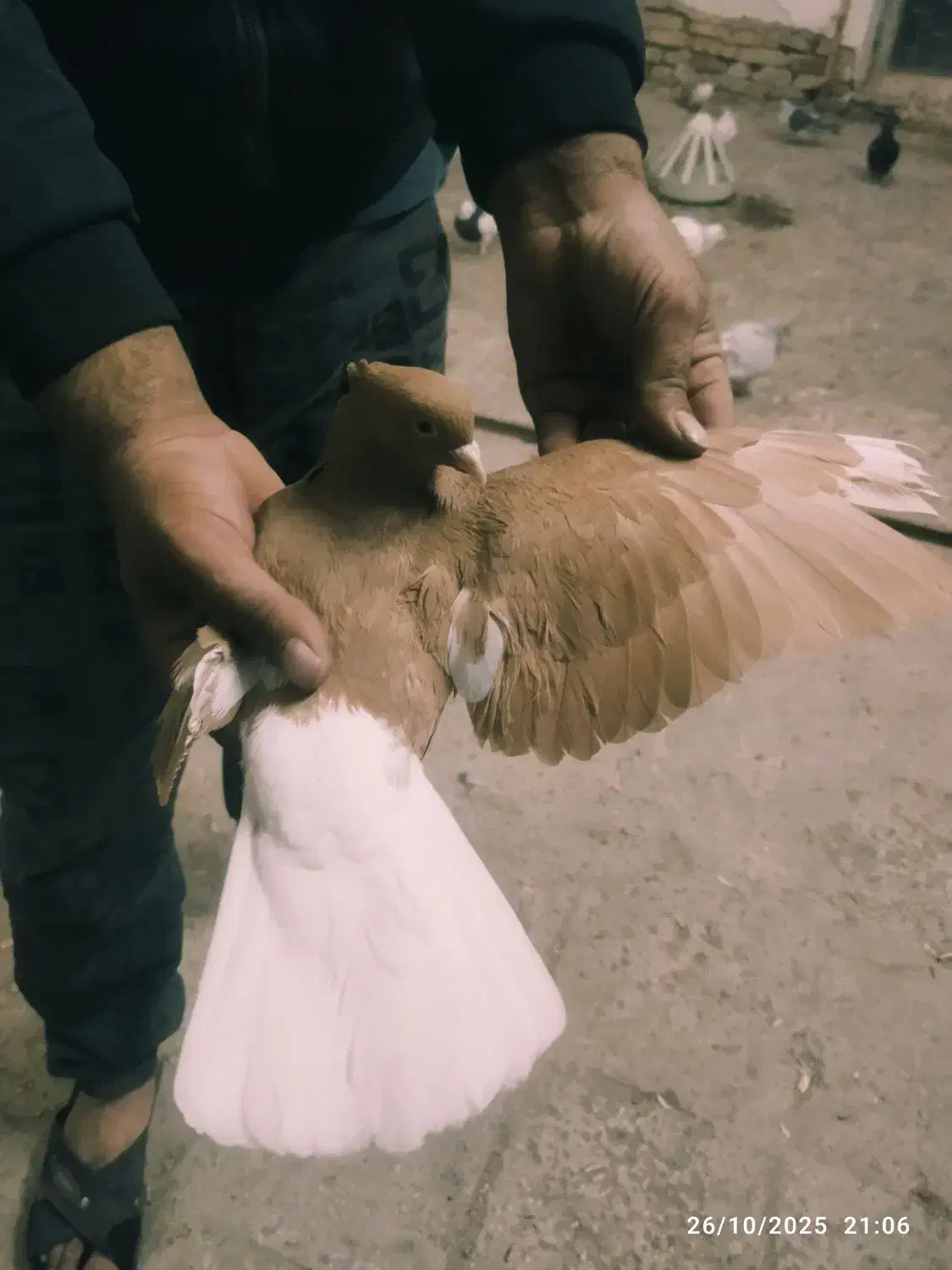 زرد دم سفید ماده|پرنده|عطاملک, |دیوار