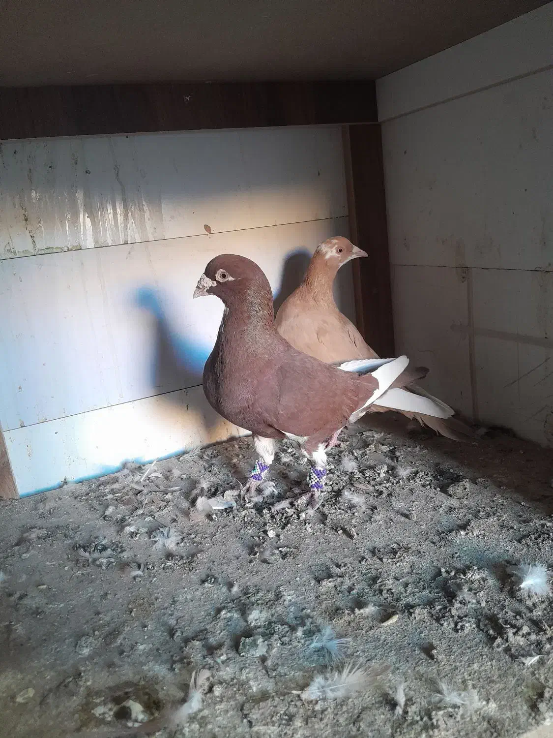 کبوتر|پرنده|کشکوئیه, |دیوار