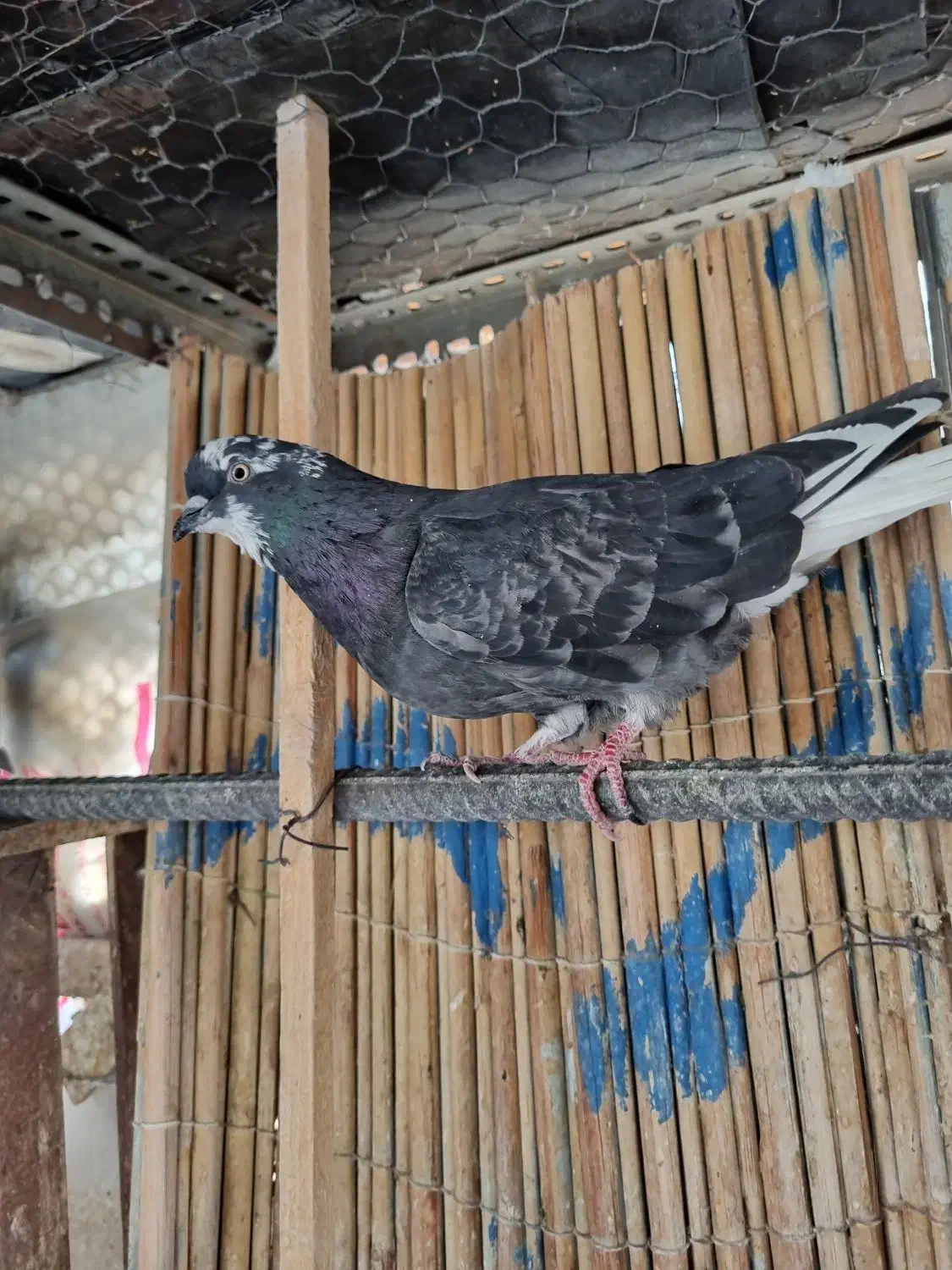 کفتر گرفتنی|پرنده|تهران, جیحون|دیوار