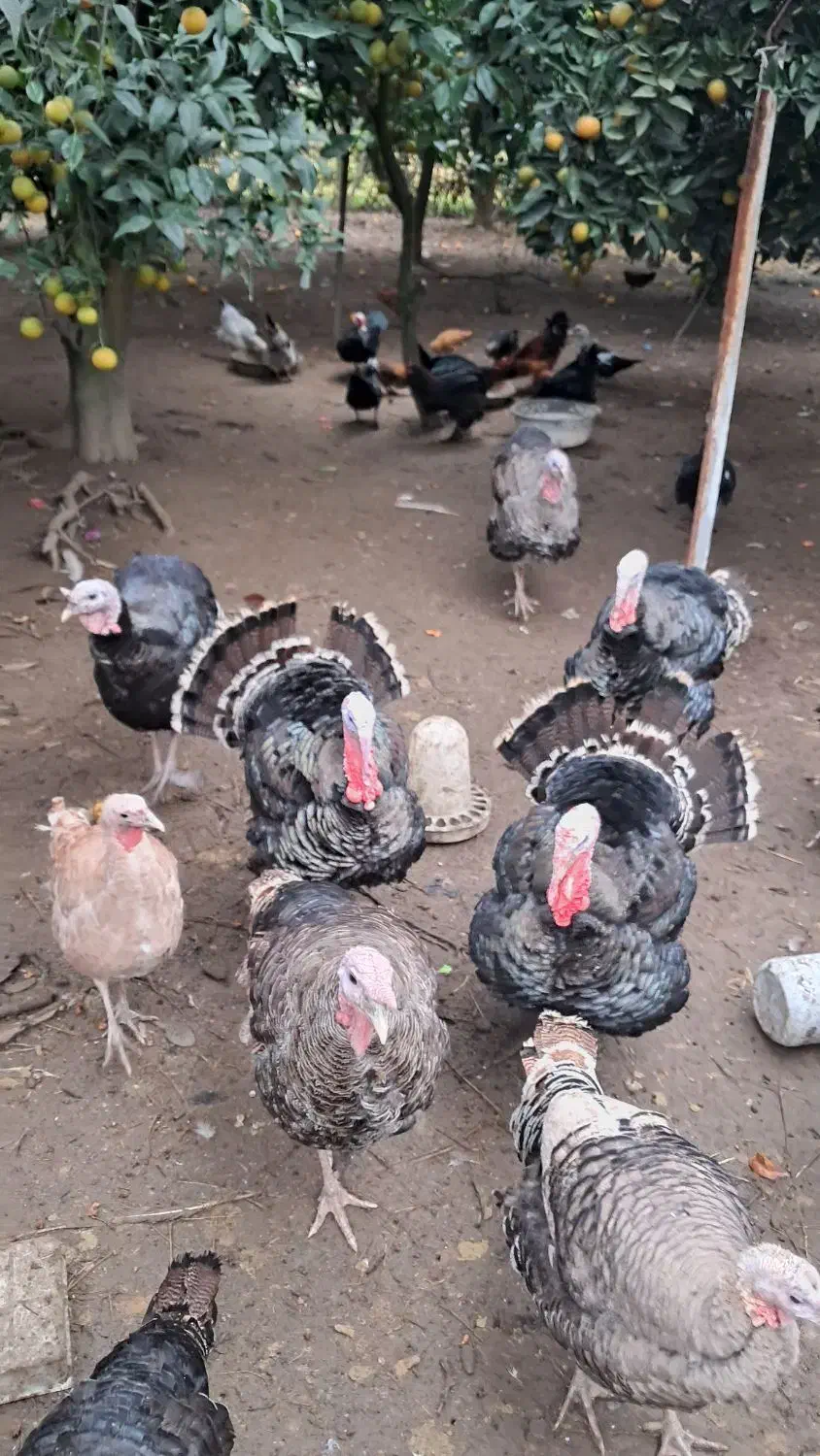 بوقلمون|حیوانات مزرعه|چابکسر, |دیوار