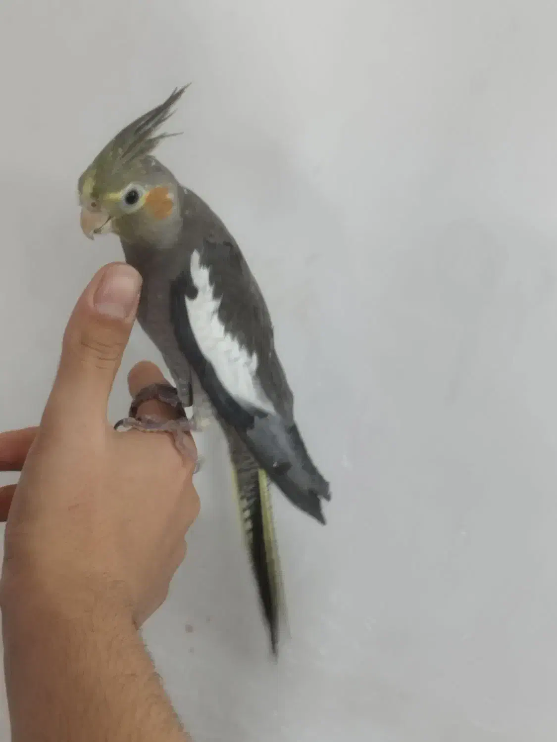 جوجه عروس هلندی های نر و ماده رام دستی|پرنده|پاکدشت, پاکدشت (مامازند)|دیوار