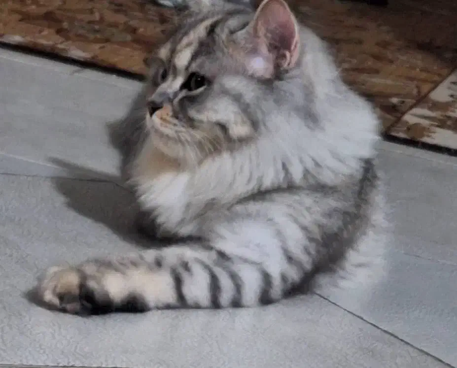 گربه برتیش|گربه|تهران, شهرک طالقانی|دیوار