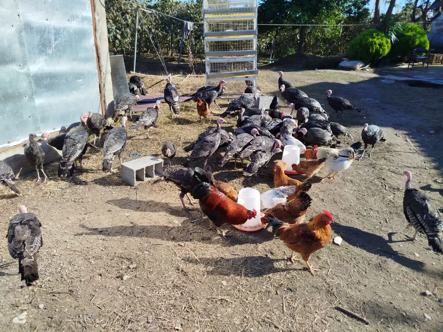 تخمبوقلمون|حیوانات مزرعه|تنکابن, |دیوار