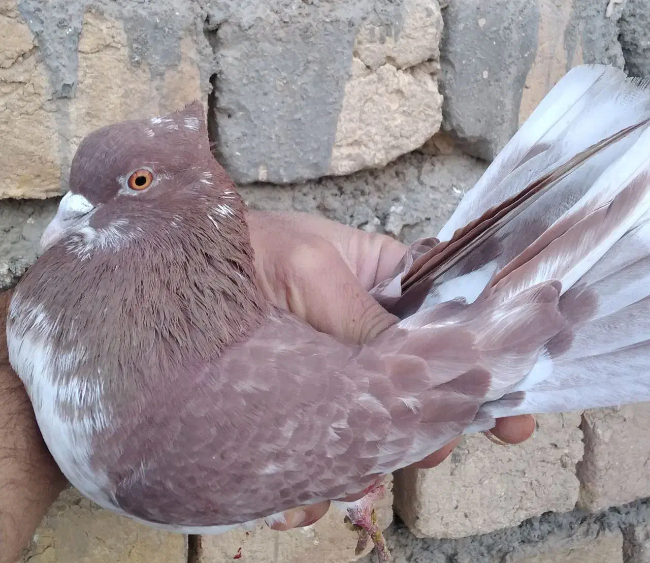 کفتر پرشی|پرنده|قم, باغ شازده|دیوار