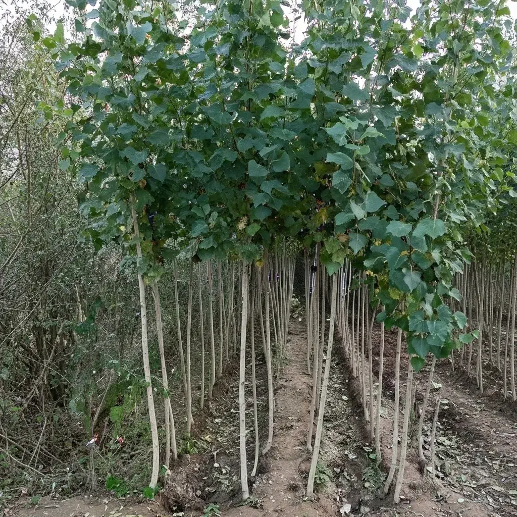 نهال کبوده برای باغات و پروژههای صنعتی|گل و گیاه طبیعی|شازند, |دیوار