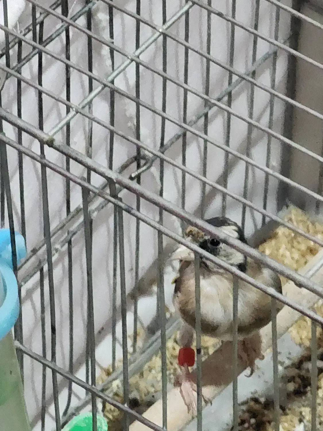 جوجه سهره|پرنده|بازرگان, |دیوار