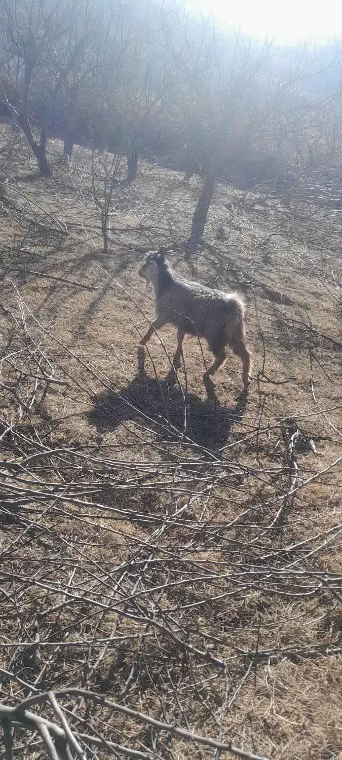 چهار تا بزغاله چاق برا قربانی و برا نگهداری|حیوانات مزرعه|مشگین شهر, |دیوار