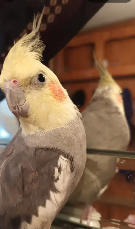 عروس هلندی گمشده|حیوانات|تهران, دولاب|دیوار