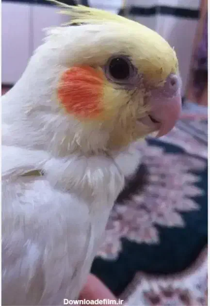 گمشده|حیوانات|فولادشهر, مسکن مهر فولادشهر|دیوار