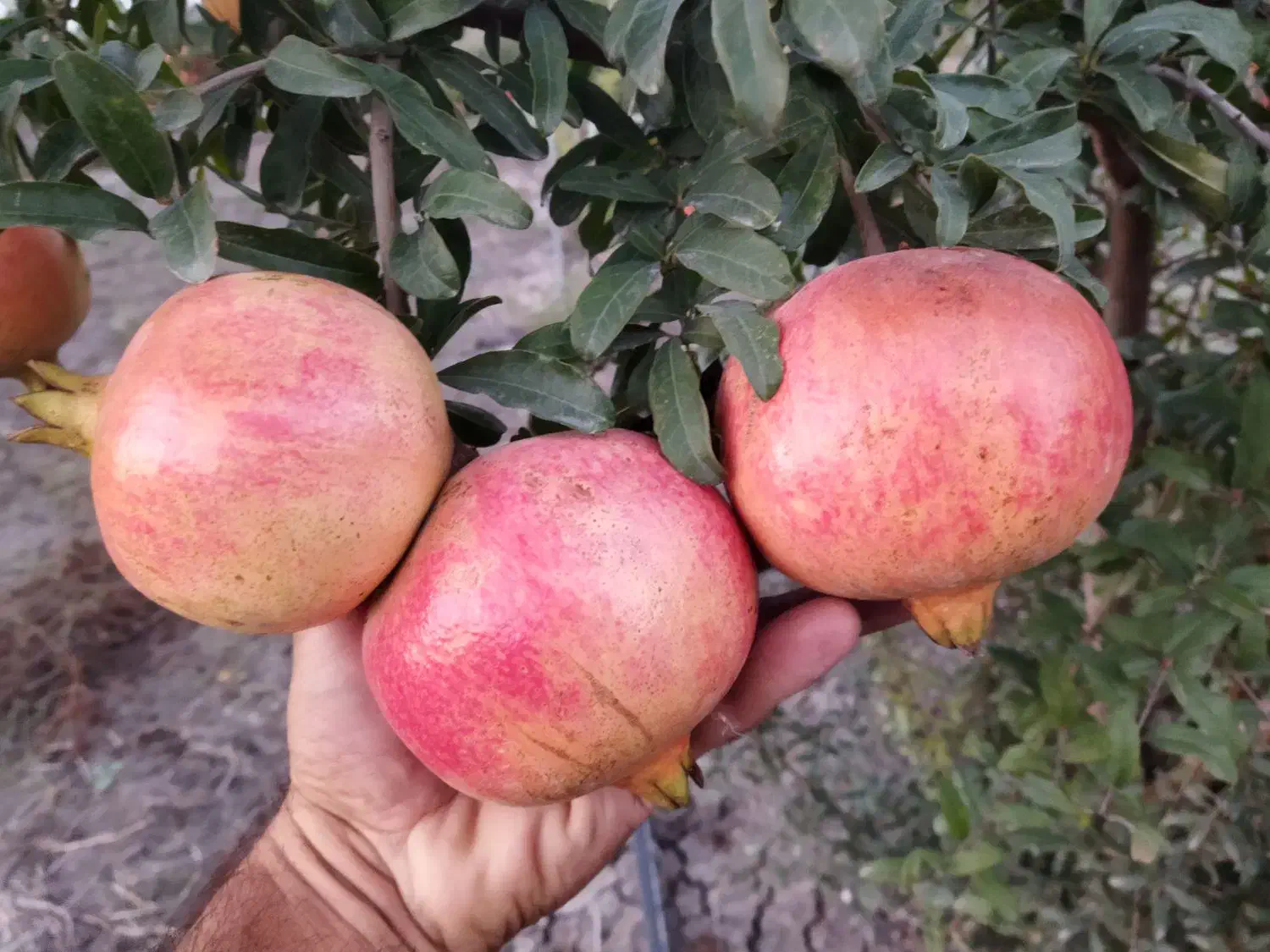 نهال انار بی دانه ماریا ، ضیا . انار فوق نرم هسته|خدمات باغبانی و درختکاری|بهشهر, |دیوار