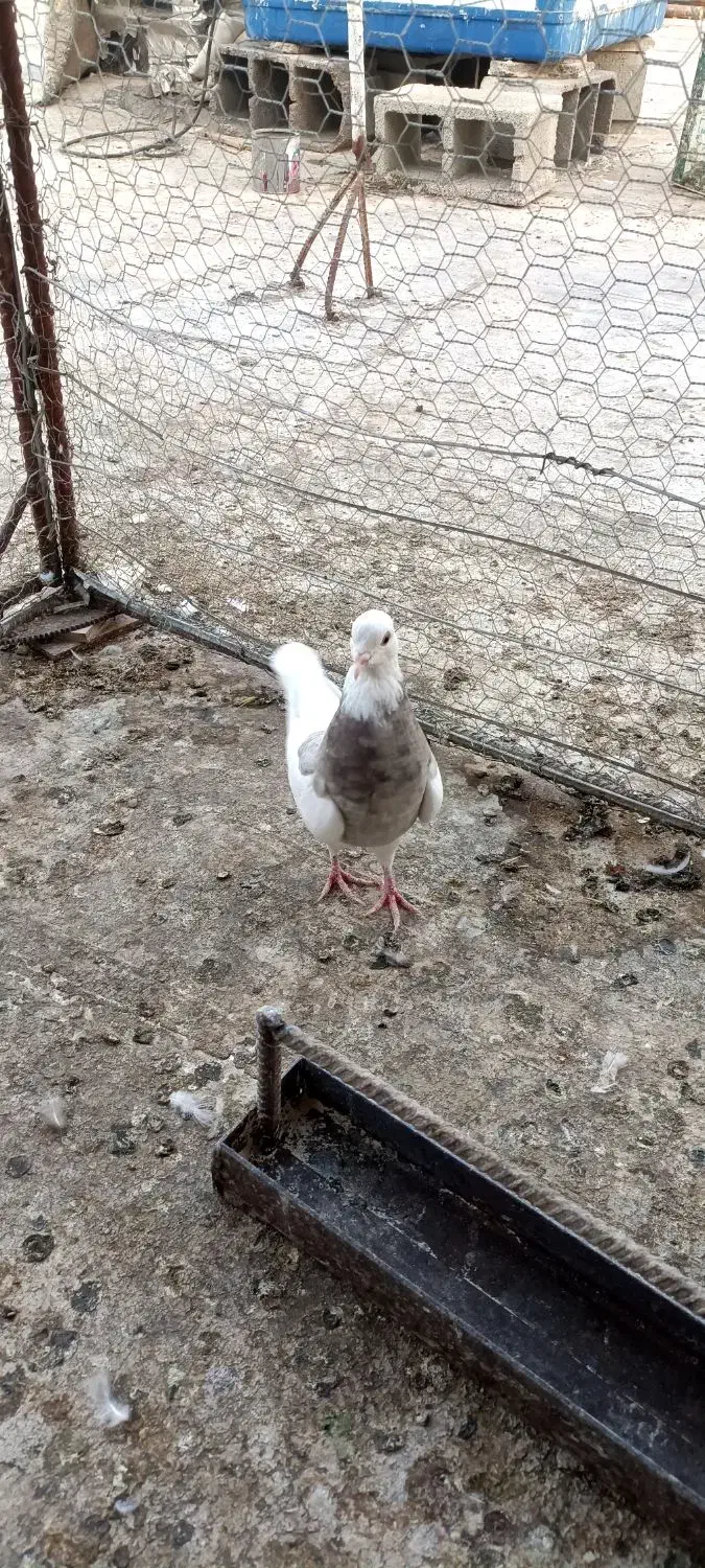 سینه سوسنی طوقی سوسنی|پرنده|مرودشت, استادیوم‎|دیوار