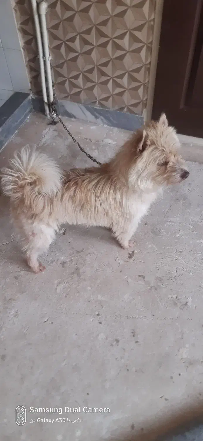 سگ اشپیتز|سگ|تبریز, |دیوار