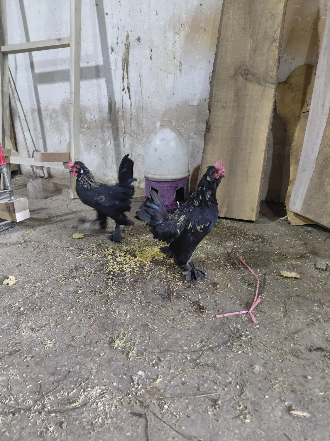 خروس جوان یوسل بلژیکی زیبا|حیوانات مزرعه|قم, کاسه گران|دیوار