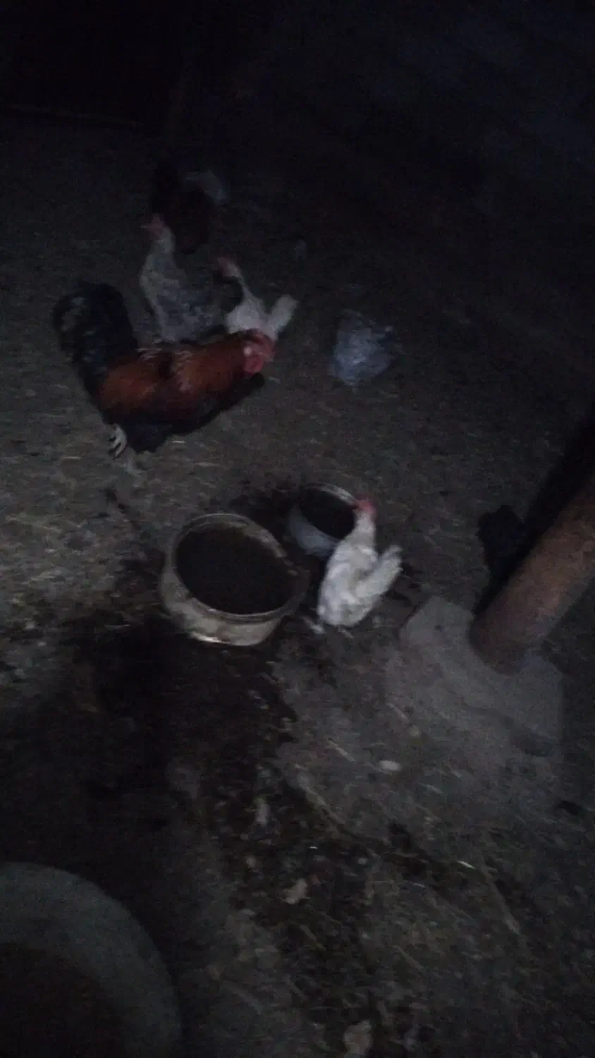 ۵عدد مرغ روستا تخمی یک عدد خوروس محلی نژاد اصل|حیوانات مزرعه|عجب شیر, |دیوار