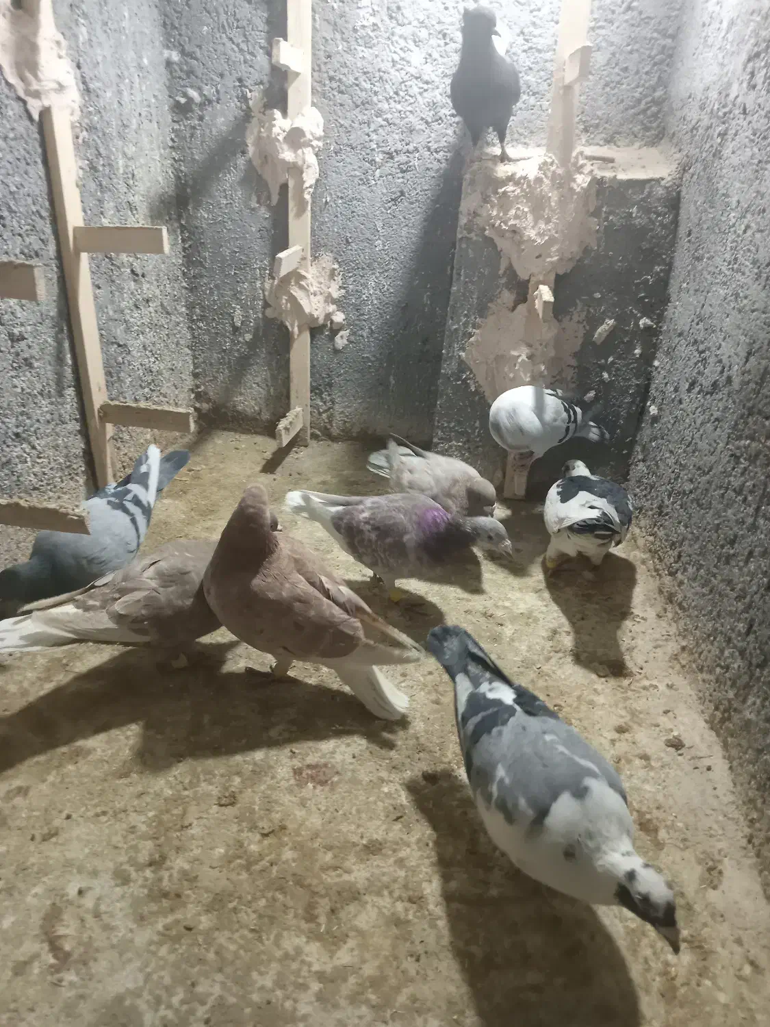 کفتر پرشی بام زدو خوردی|پرنده|اسفراین, |دیوار