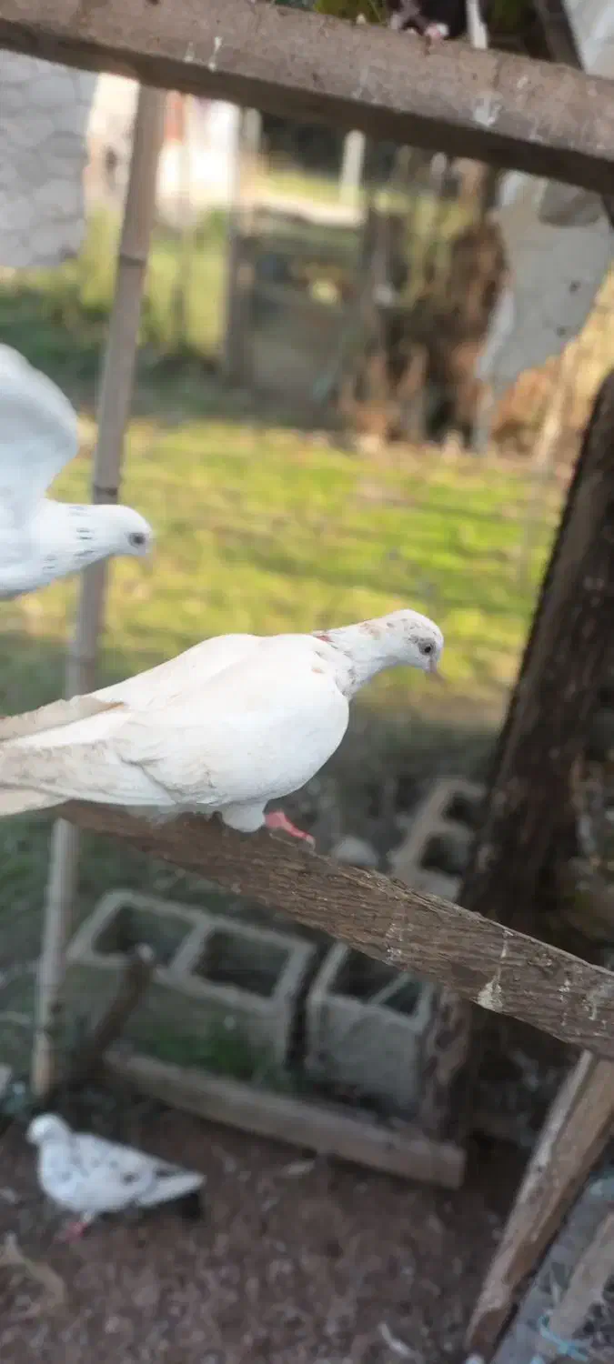 کبوتر|پرنده|ماکلوان, |دیوار