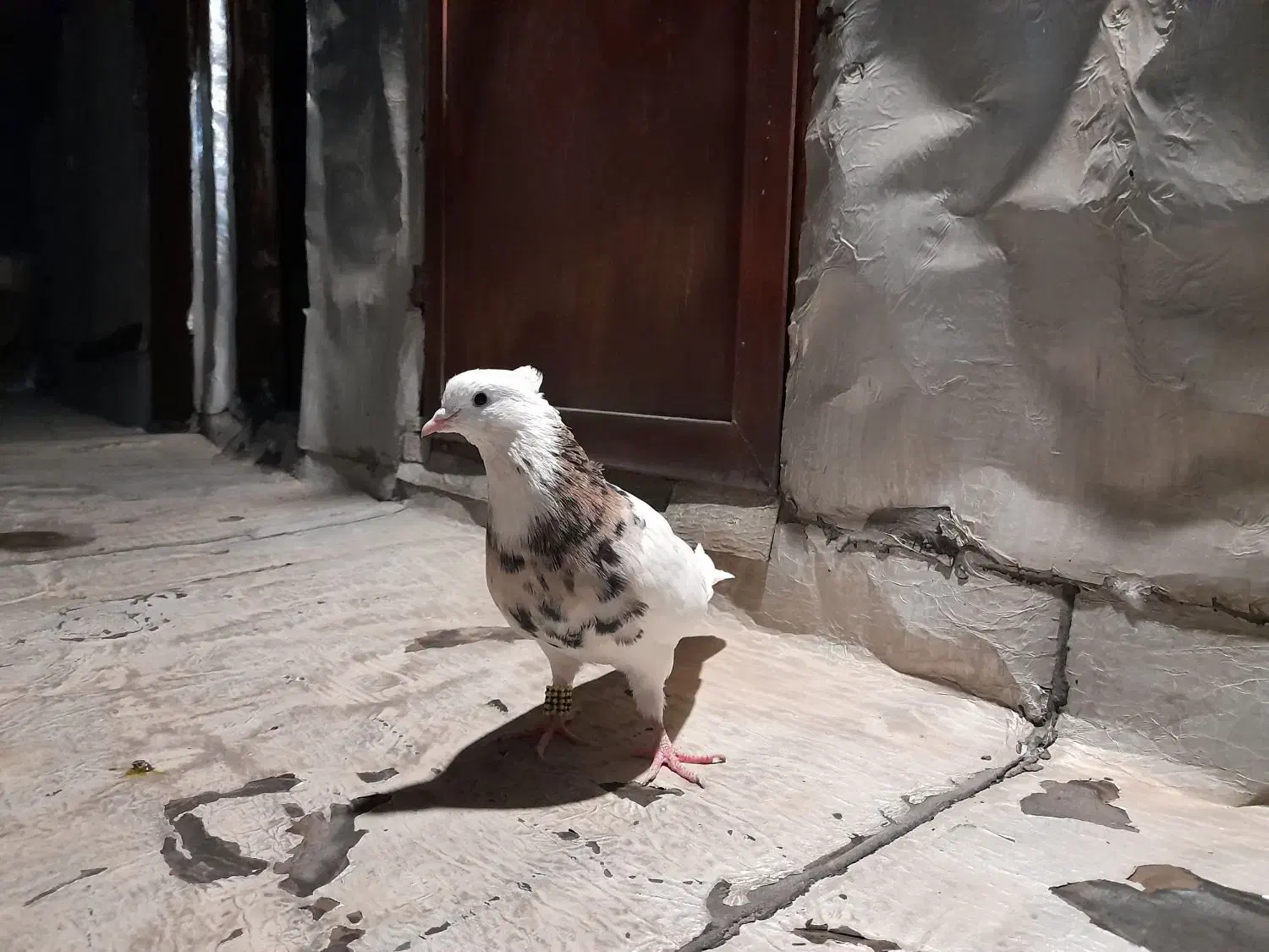 کبوتر معاوضه با طوطی برزیلی مرغ عشق فنچ عروس هلندی|پرنده|محمدشهر, کوی بهار|دیوار