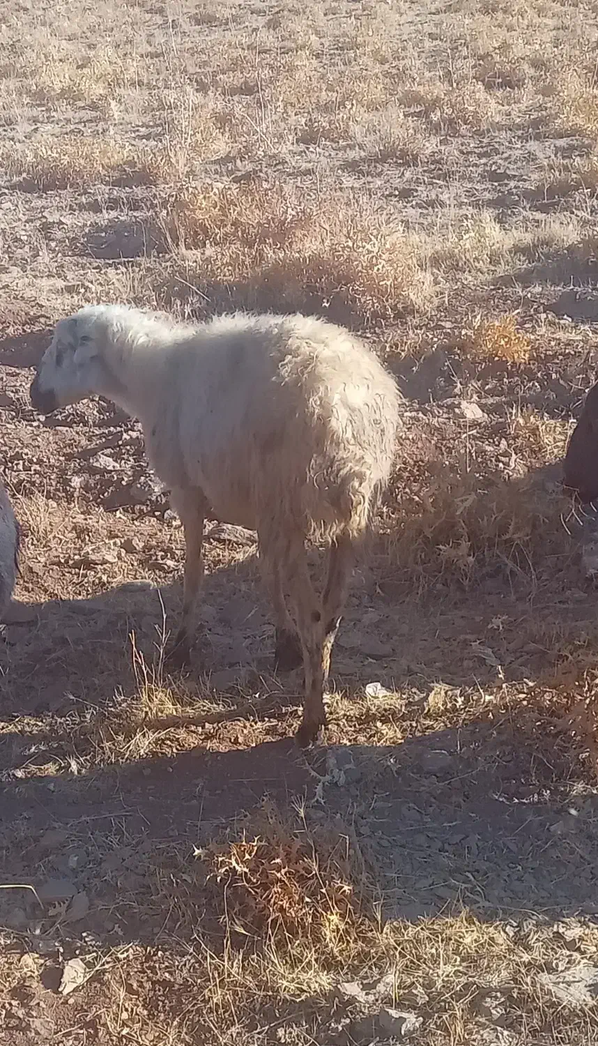 فروش ۷راس میش بومی|حیوانات مزرعه|فریدونشهر, |دیوار