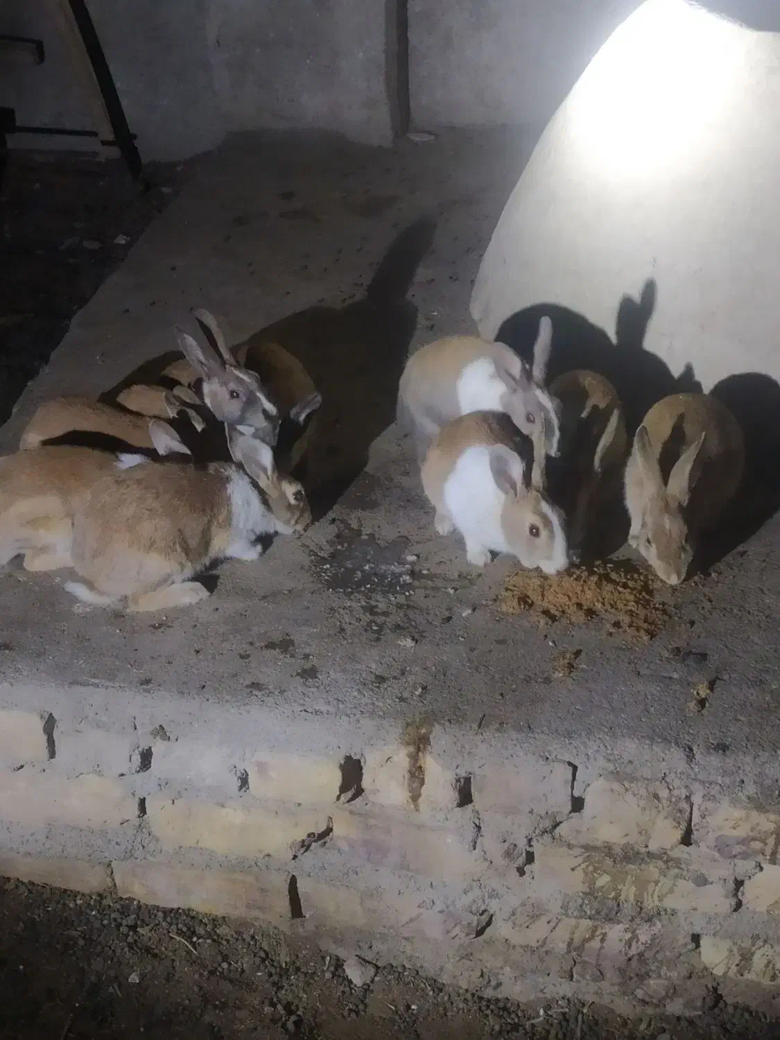 خرگوش|موش و خرگوش|زابل, |دیوار