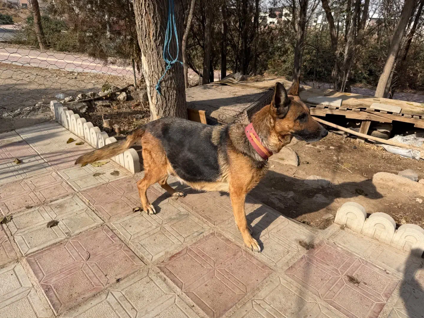 سگ ژرمن|سگ|رباط‌کریم, پرندک|دیوار