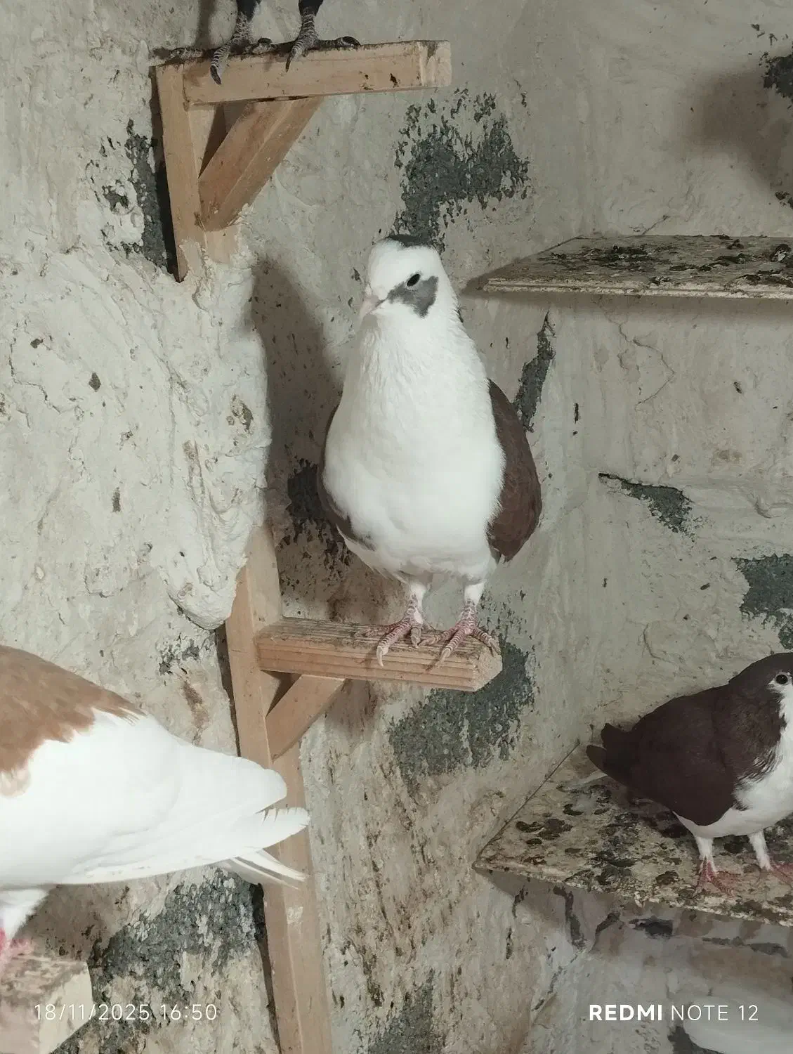 پشتی غوره ای سه بر  و غوره سرخ|پرنده|برازجان, |دیوار