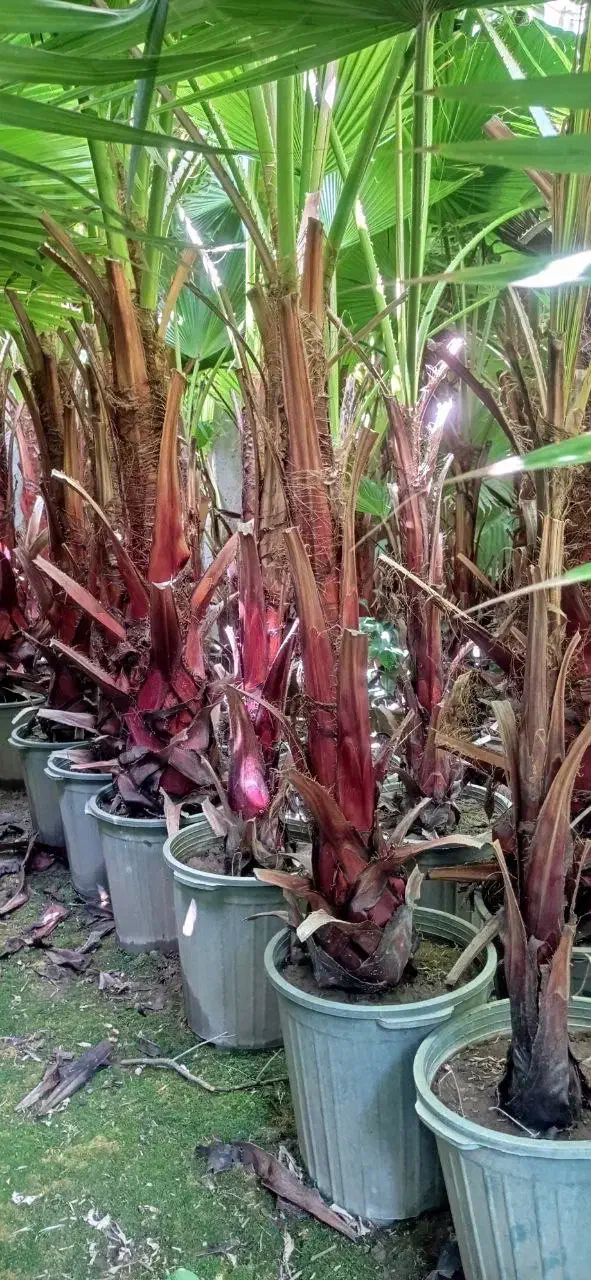 پالم بادبزنی(نخل واشنگتن)|گل و گیاه طبیعی|تهران,  امام زاده قاسم (نیاوران)|دیوار