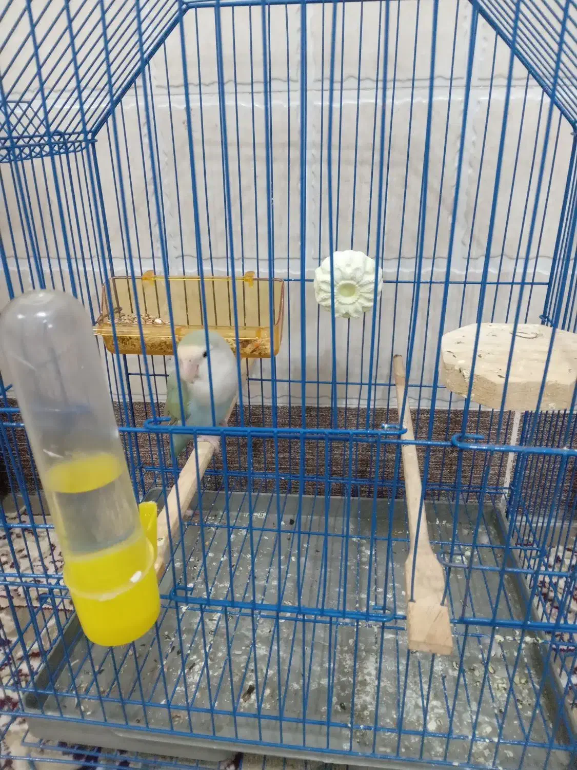 یک عدد کتوله ماده|پرنده|بیرجند, |دیوار