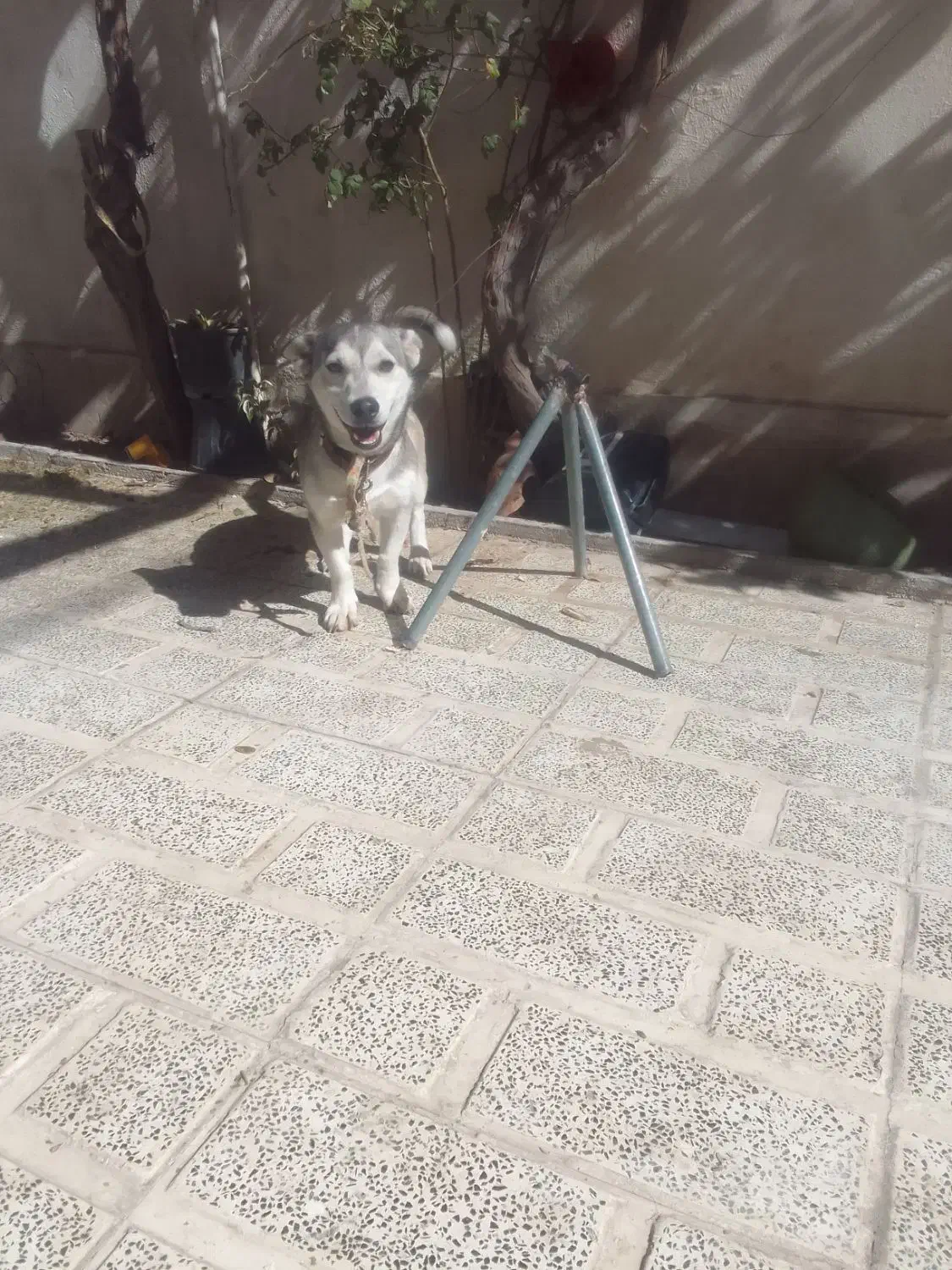 سگ هاسکی اصل|سگ|صباشهر, |دیوار