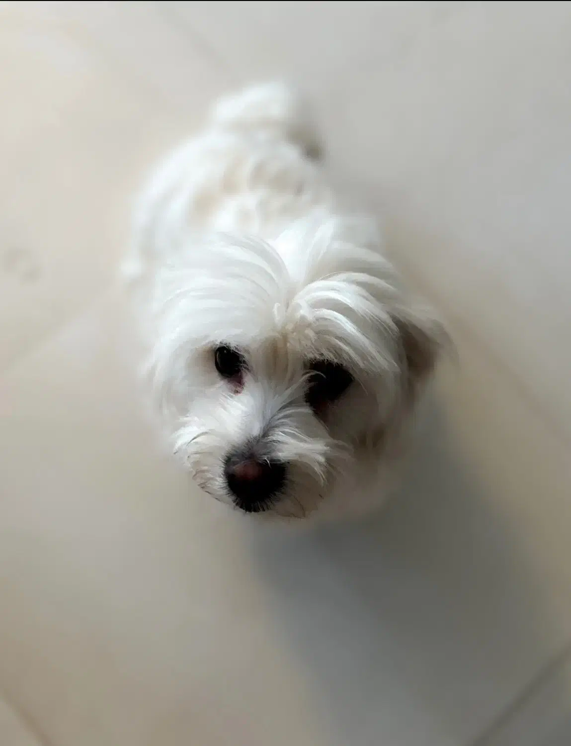 گم شده|حیوانات|سبزوار, قصبه شرقی|دیوار